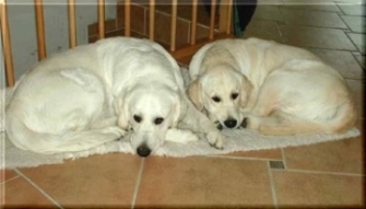 Josie & Tracy
