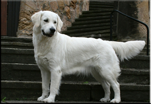 Nikita