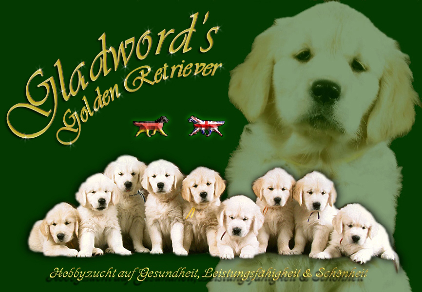 Gladword's Golden Retriever