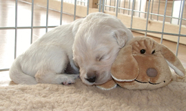 E-Wurf Welpen Bilder 2. Woche