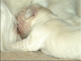 Bilder des Welpe / Puppy Pictures